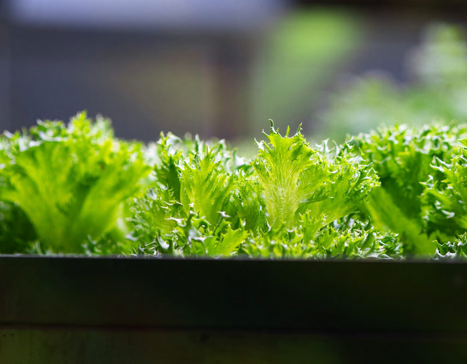 Frillicesallat i Swegreens odling