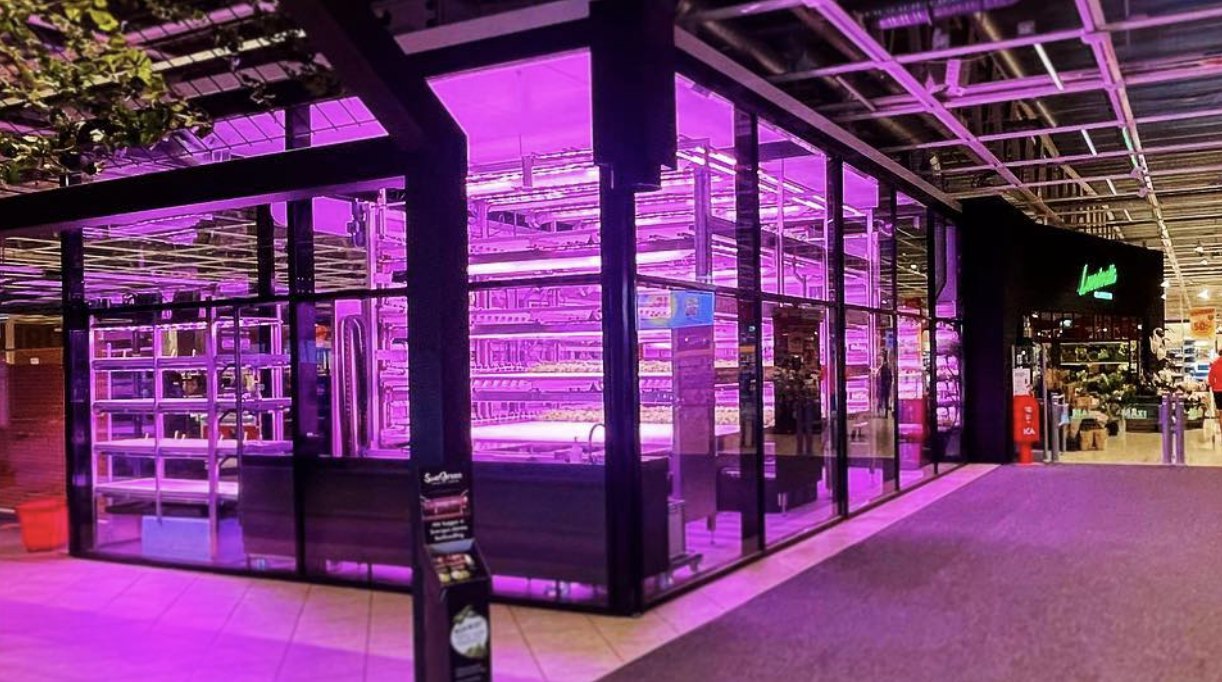 Freja-odlingen bakom glasväggar i entrén till ICA Maxi Linköping