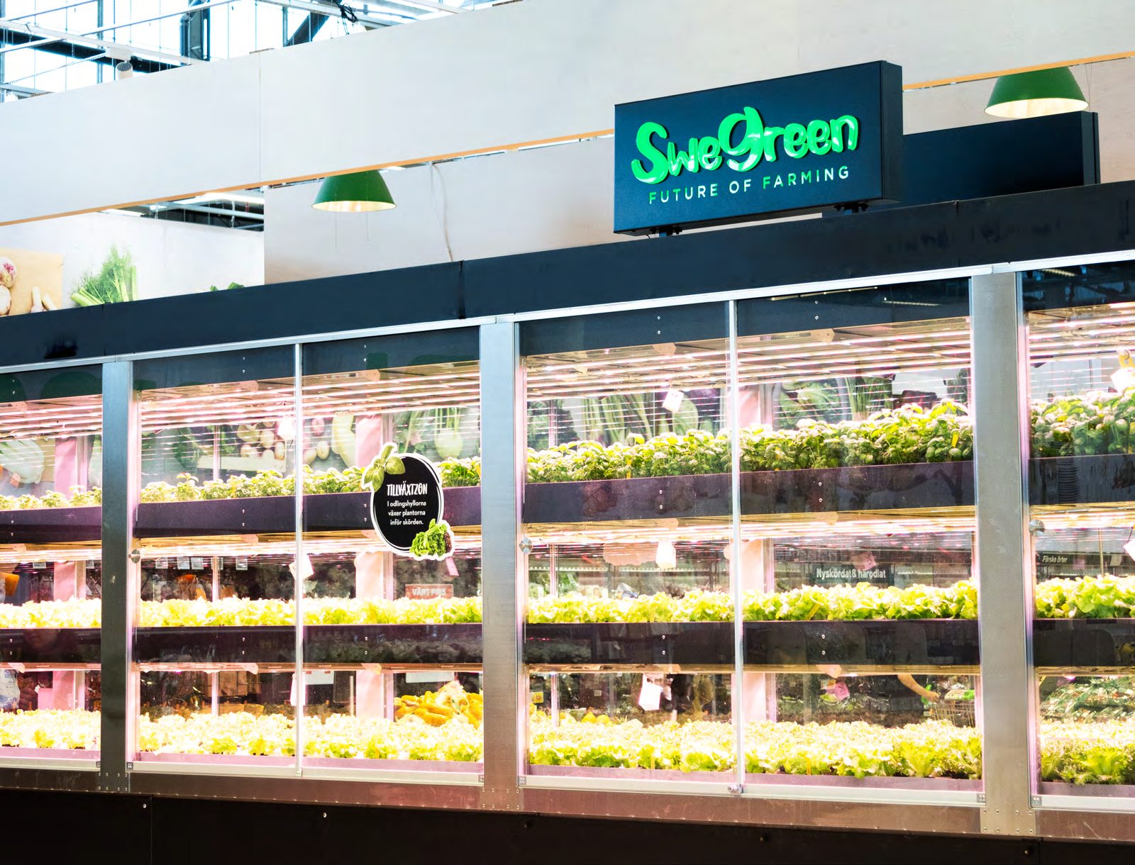 En Swegreen-odling bakom glas med sallad och örter i flera våningar