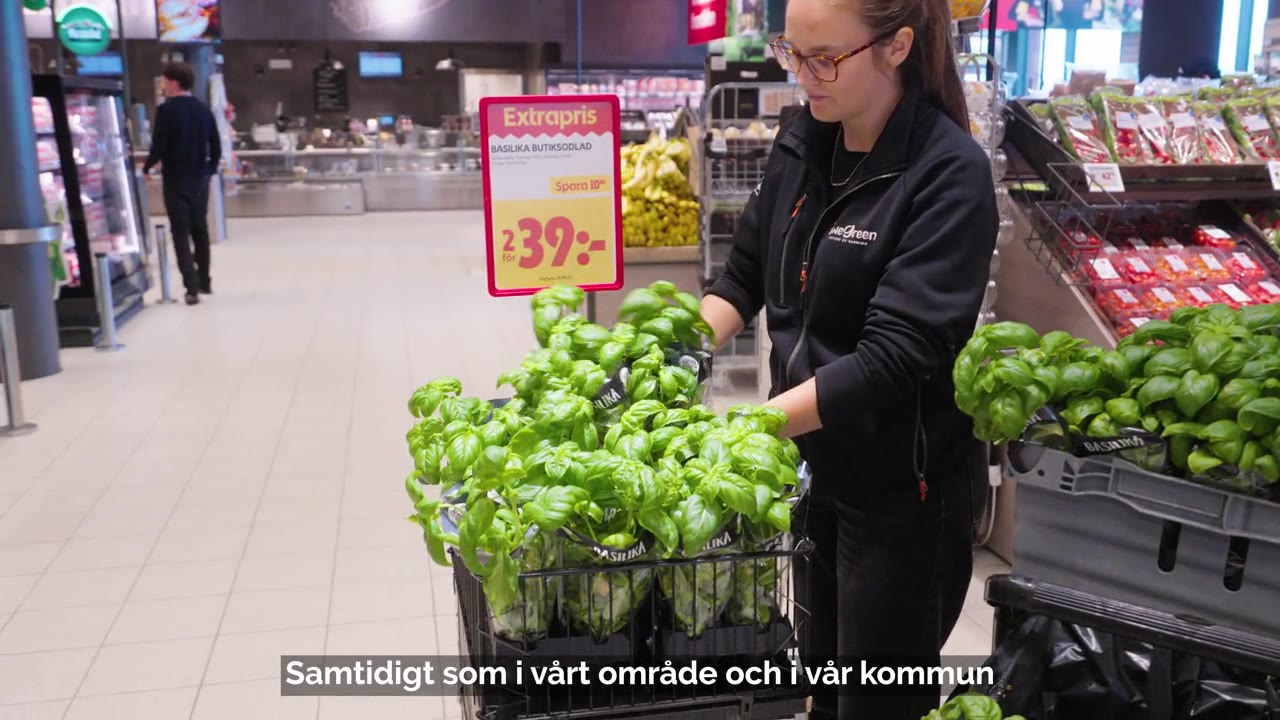 Medarbetare fyller på butiksodlad basilika på ICA Kvantum Brunnshög