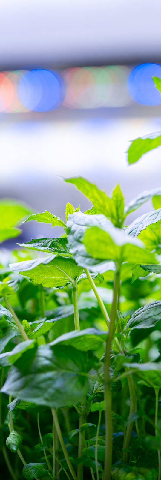 Unga plantor i Swegreens butiksodling under LED-ljus