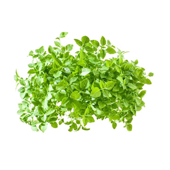 Broccoliskott