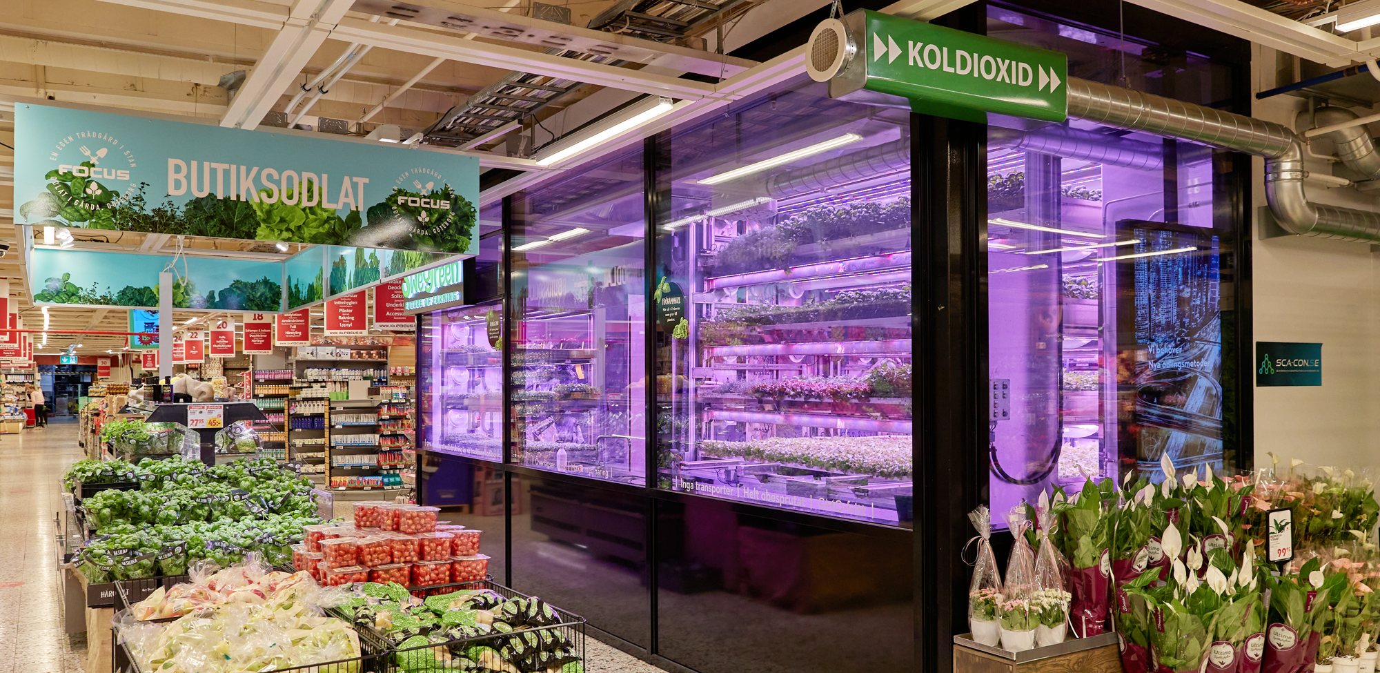 Freja-odlingen bakom glas i rosa LED-ljus bredvid frukt och grönt och skylten Butiksodlat på ICA Focus i Göteborg