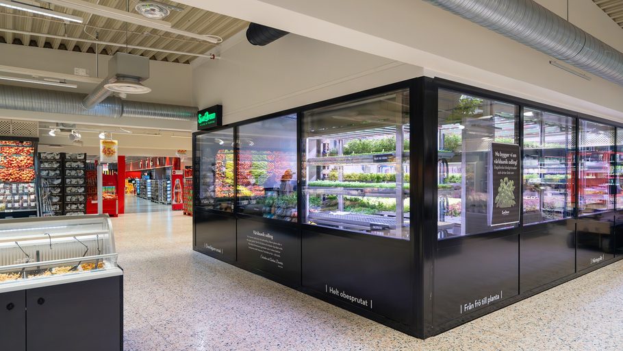 Freja-odling bakom glas på Maxi ICA Stormarknad Ängelholm