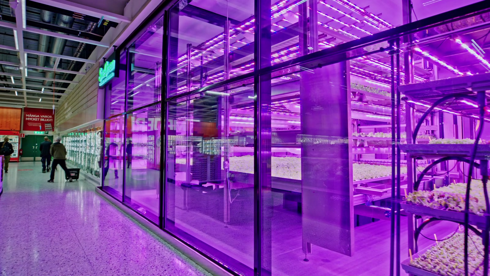 Odlingens glasväggar i rosa LED-ljus längs butiksgången på ICA Maxi Stenhagen