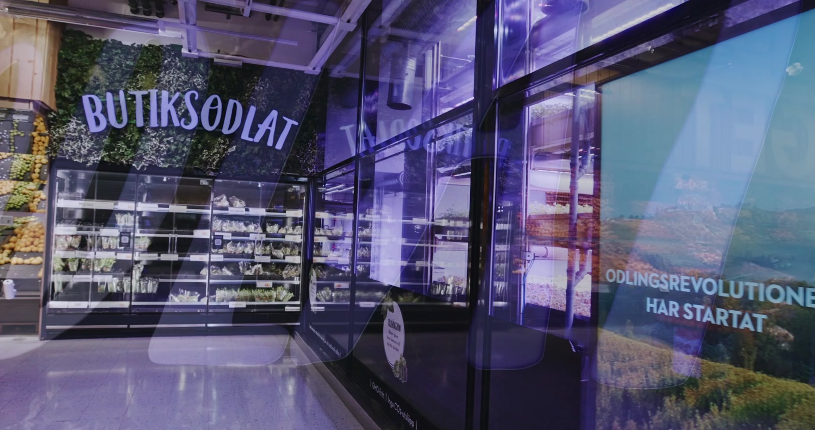 Odlingens glasväggar längs gången på ICA Maxi Solna, med texten Odlingsrevolutionen har startat