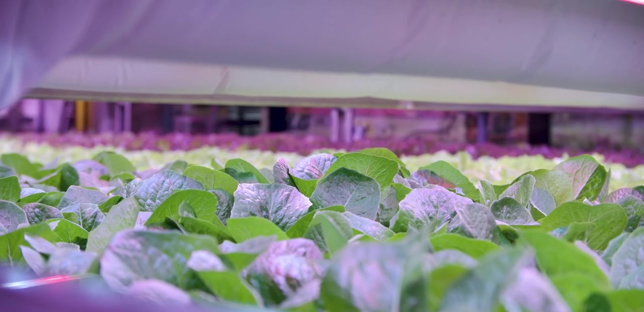 Sallad som växer under LED-ljus i odlingen på ICA Maxi Ängelholm