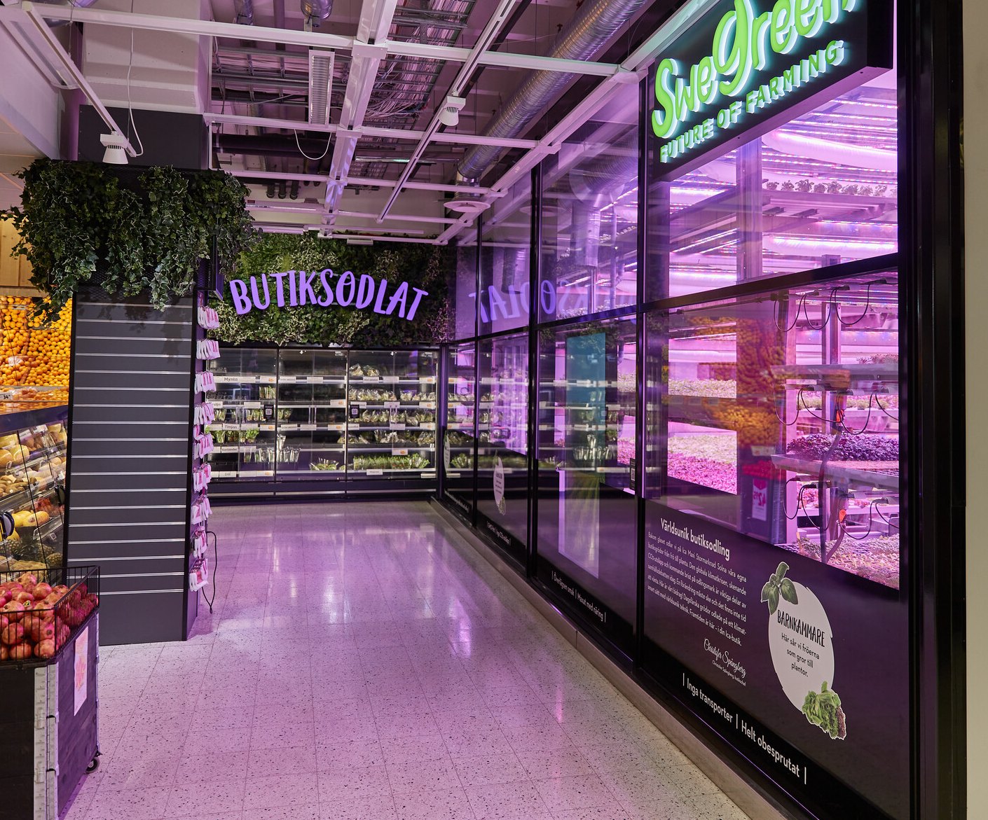 Odlingen hos ICA Maxi Solna