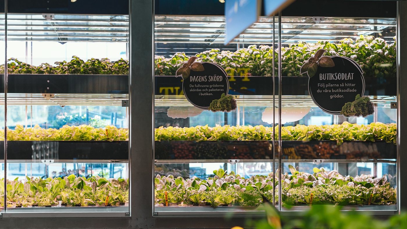 Swegreens odling bakom glas med basilika och sallad i flera våningar, med skyltarna Dagens skörd och Butiksodlat