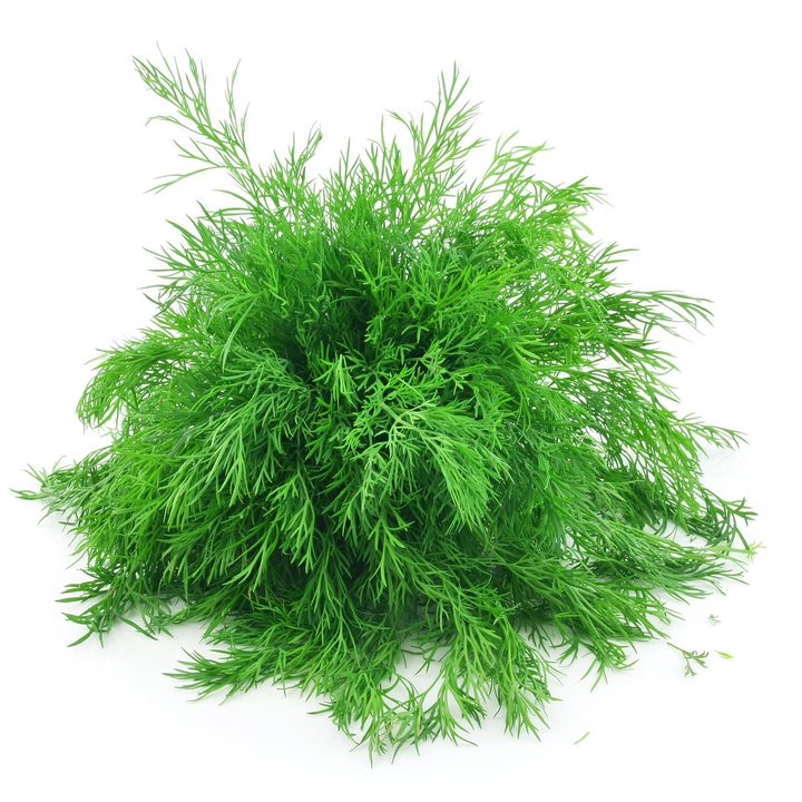 Dill