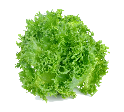 Crispy Lettuce