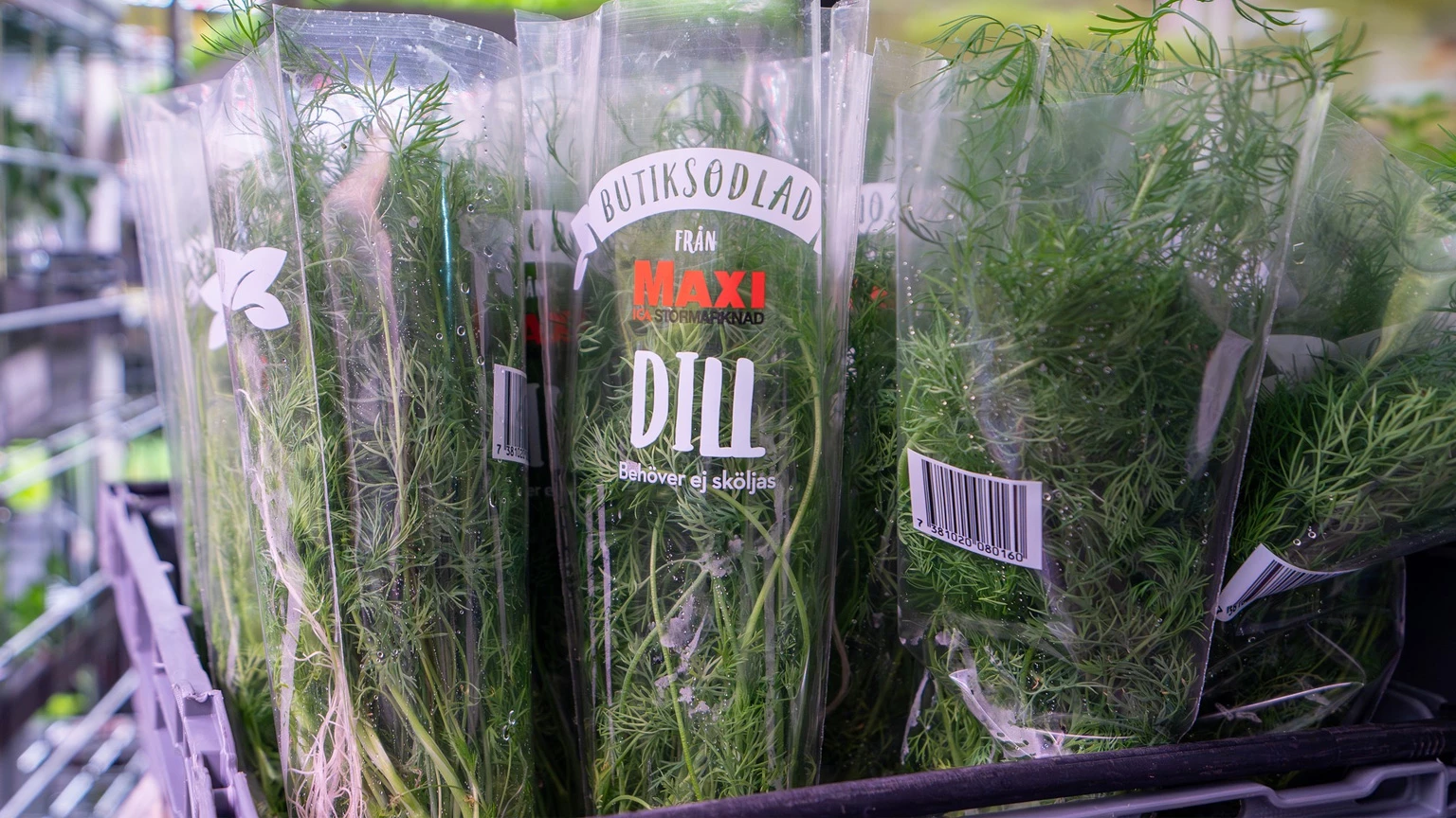 Ica In Store Farm Swegreen launches their largest in-store farm – now fully operational ...