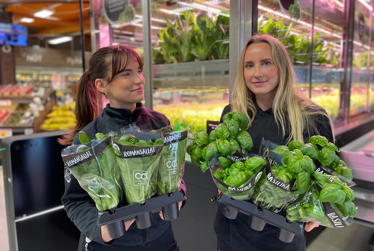 Ica In Store Farm ICA Supermarket Sävja chooses in-store farm from Swegreen - Swegreen