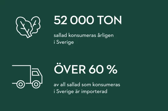 Statistik salladskonsumtions