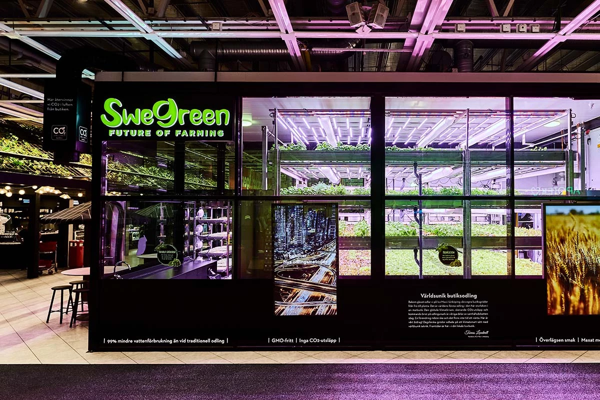 Ica In Store Farm Swegreen's first harvest at Ica Maxi Linköping - Swegreen